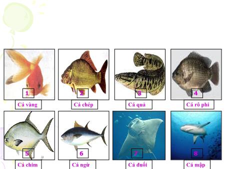 Bài giảng môn Tự nhiên xã hội Lớp 3 - Bài 52: Cá