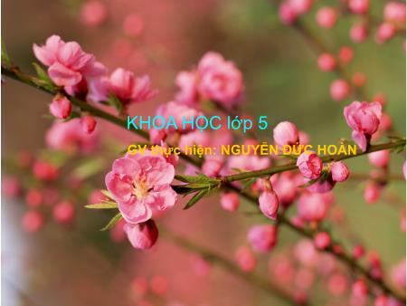 Bài giảng môn Khoa học Lớp 5 - Bài 60: Sự nuôi dạy con của một số loài thú