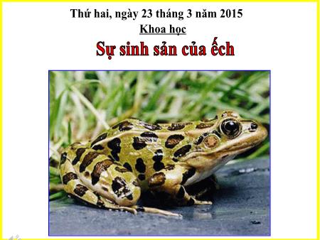 Bài giảng môn Khoa học Lớp 5 - Bài: Sự sinh sản của ếch - Năm học 2014-2015