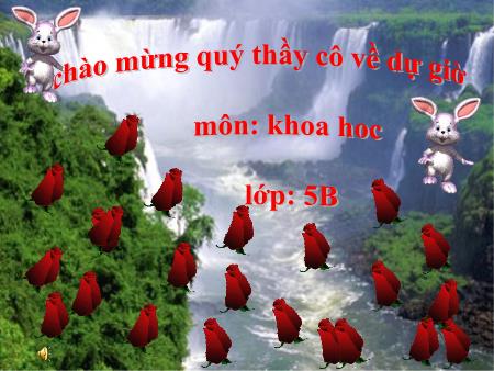 Bài giảng môn Khoa học Lớp 5 - Bài: Sự sinh sản và nuôi con của chim