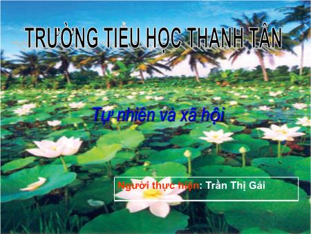 Bài giảng Tự nhiên xã hội Lớp 3 - Bài 53: Chim - Trần Thị Gái