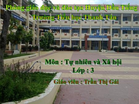 Bài giảng Tự nhiên xã hội Lớp 3 - Bài: Không chơi các trò chơi nguy hiểm - Năm 2016-2017 - Trần Thị Gái