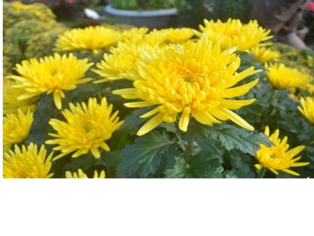 Bài giảng mầm non Lớp Lá - Đề tài: Một số loài hoa