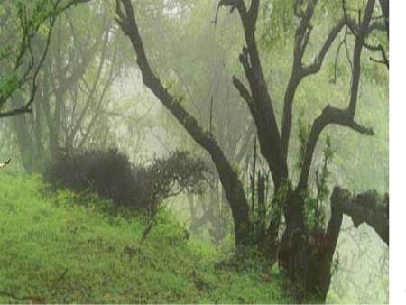 Bài giảng mầm non Lớp Lá - Hoạt động khám phá - Đề tài: Động vật