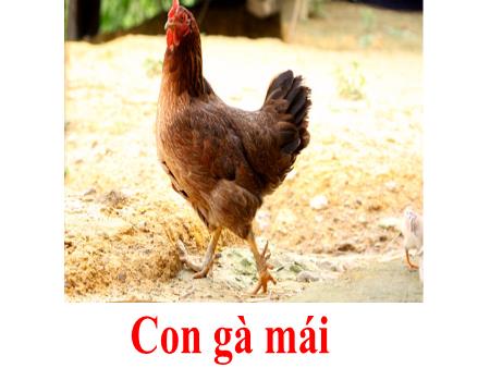 Bài giảng mầm non Lớp Lá - Khám phá khoa học - Đề tài: Động vật nuôi