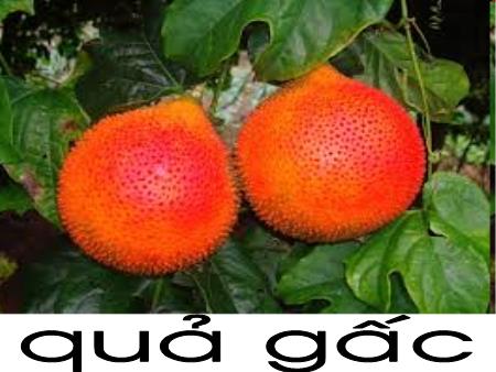 Bài giảng mầm non Lớp Lá - Làm quen chữ viết - Đề tài: Chữ g, y