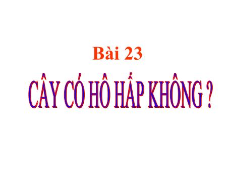 Bài giảng Sinh học Lớp 6 - Bài 23: Cây có hô hấp không?